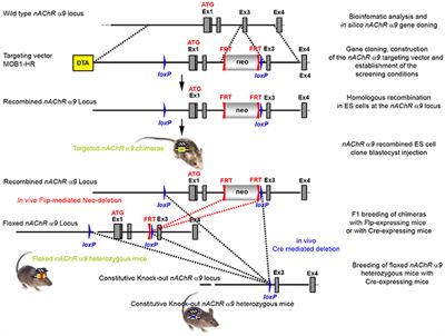 Generation and Characterization of α9 and α10 Nicotinic Acetylcholine Receptor Subunit Knockout Mice on a C57BL/6J Background